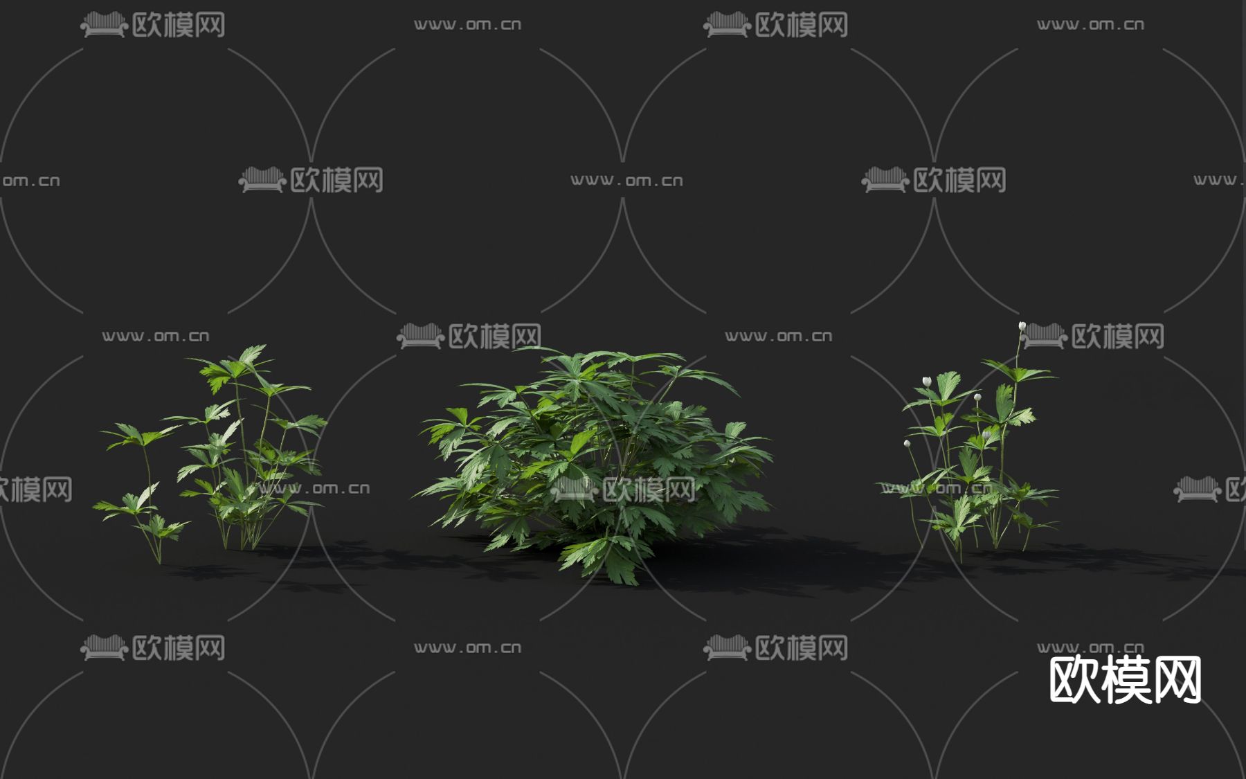 花草 银莲花毛茛科植物3d模型下载
