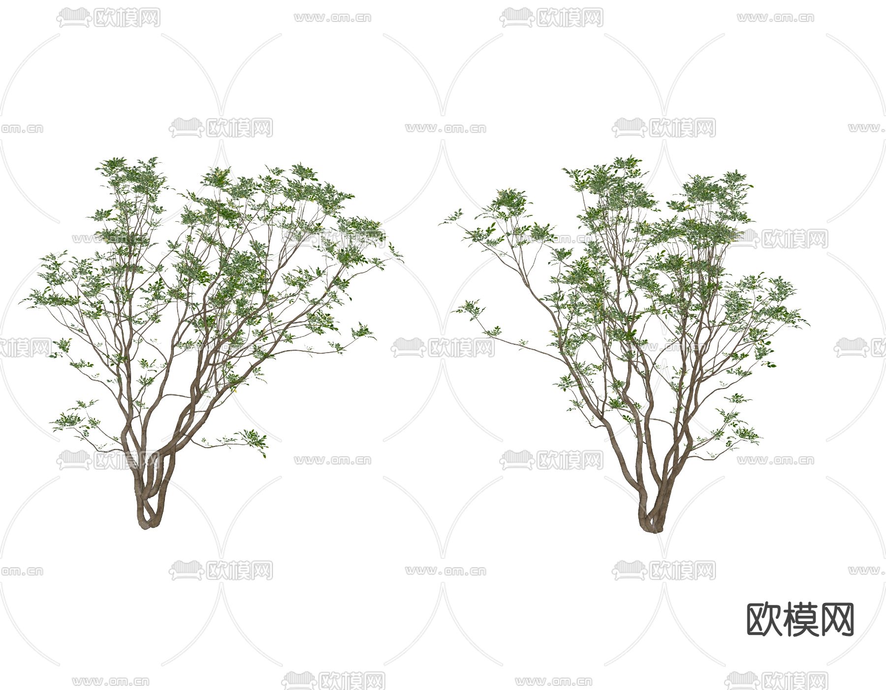 树 小乔木su模型下载（渲染图2）