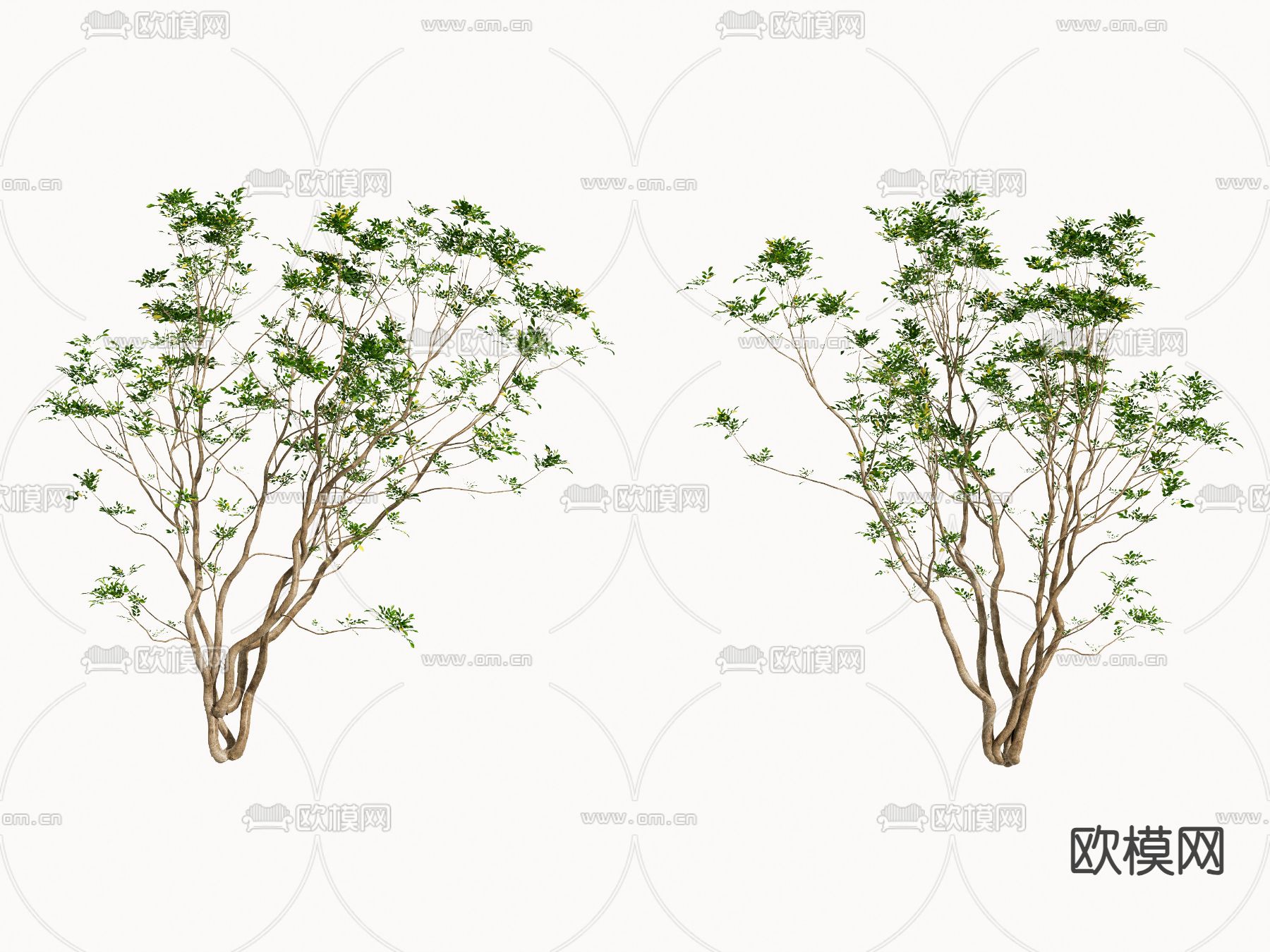 树 小乔木su模型下载（渲染图1）