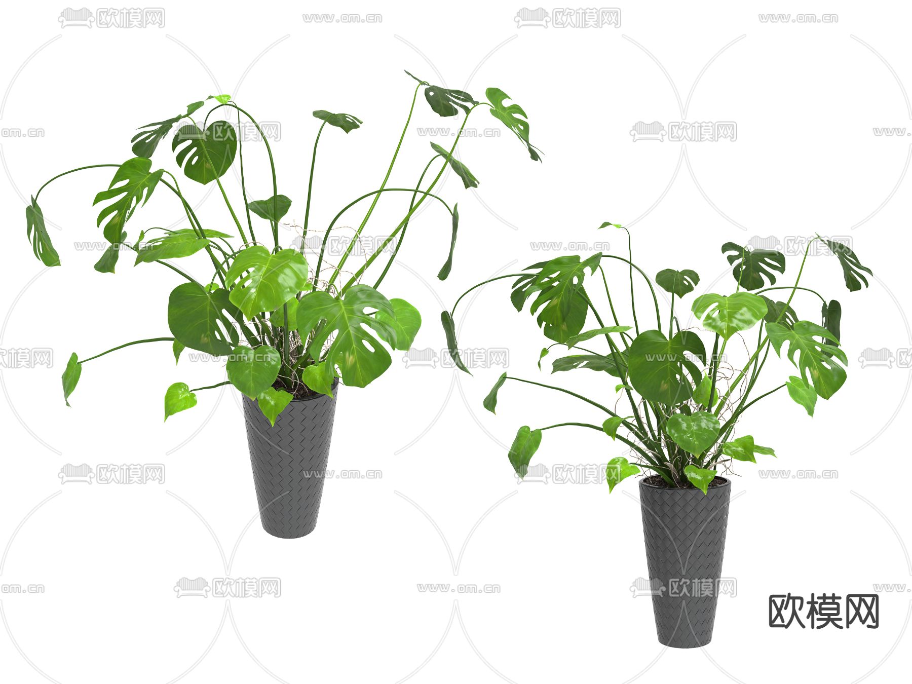 盆栽 盆景 绿植3d模型下载