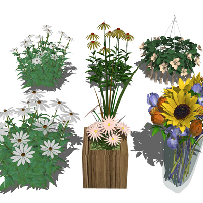  菊花 鲜花su模型 