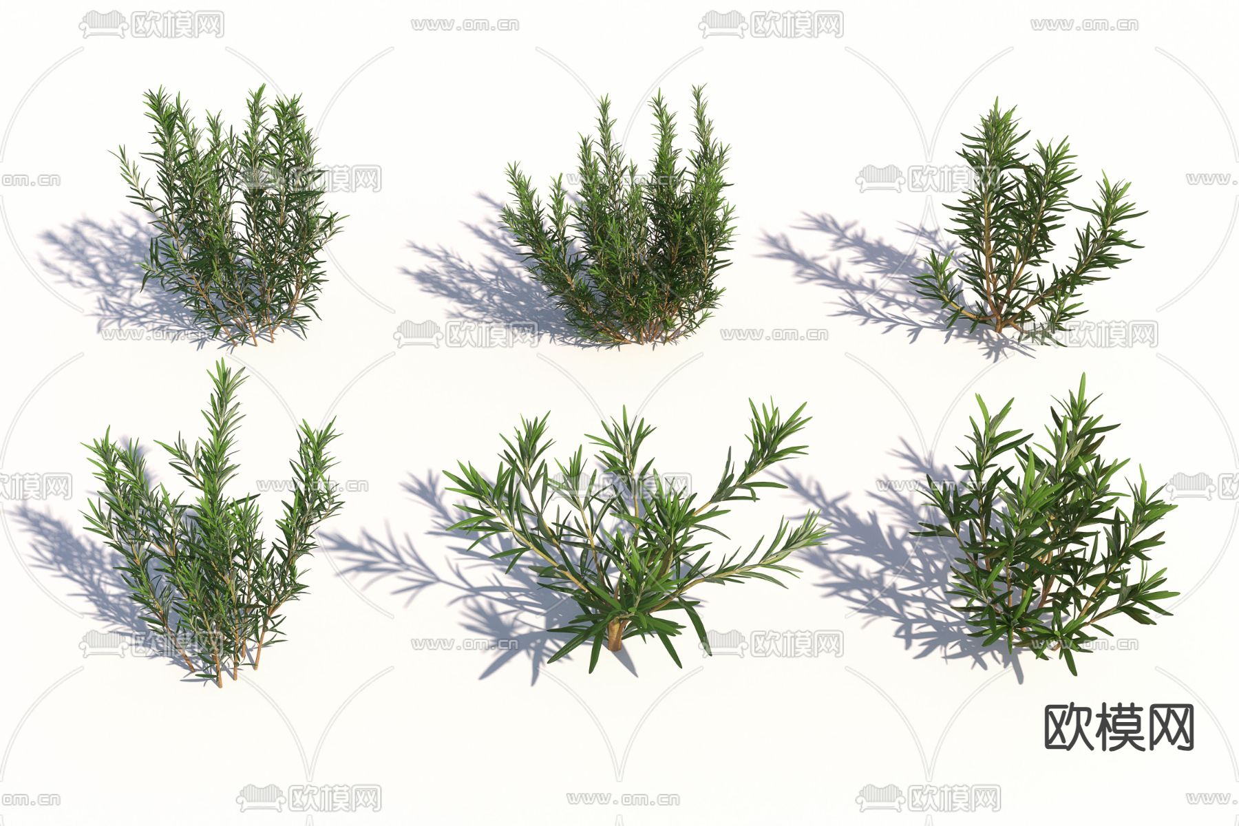 景观树 灌木 迷迭香3d模型下载