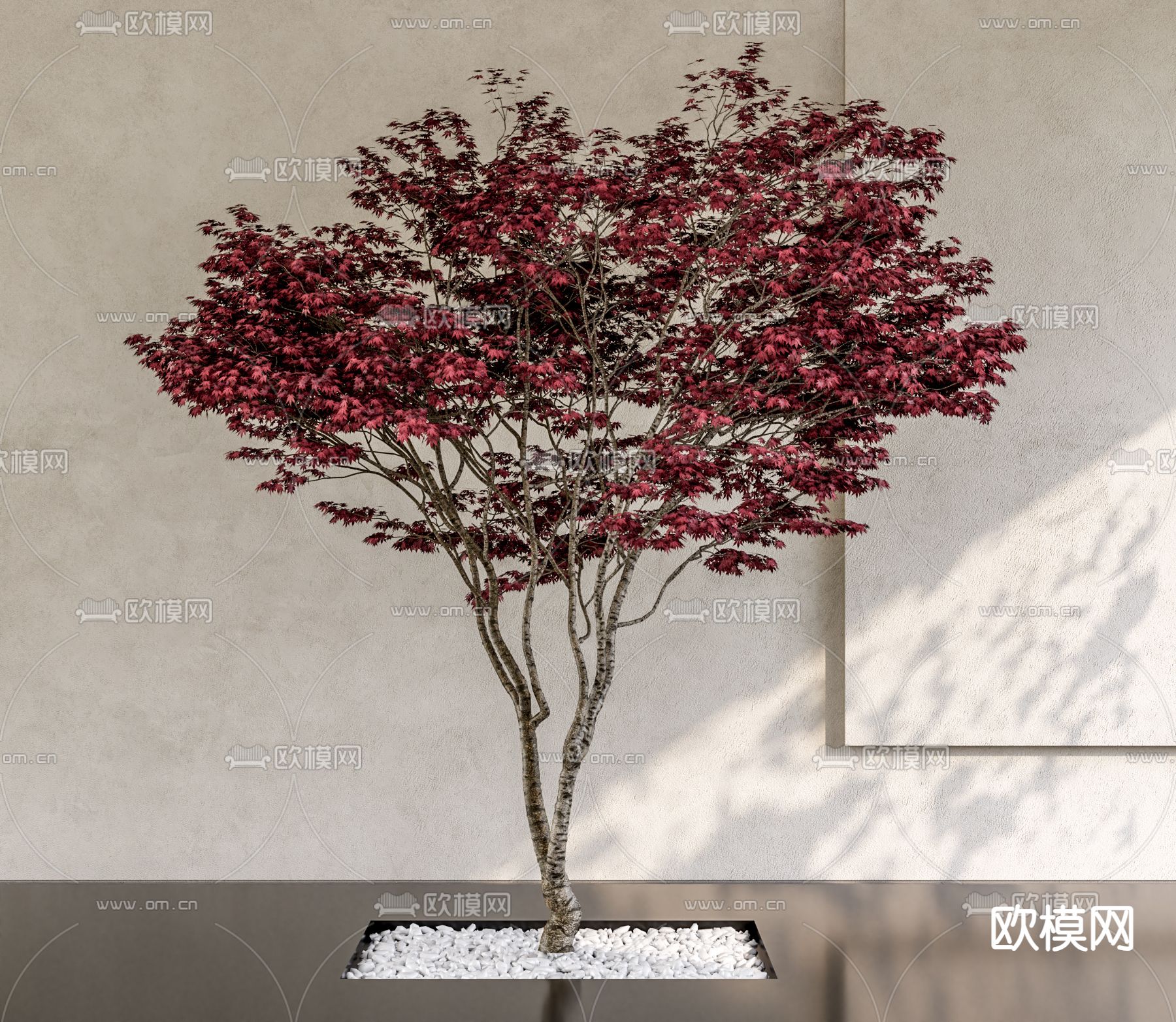 景观树 枫树 枫叶su模型下载（渲染图1）