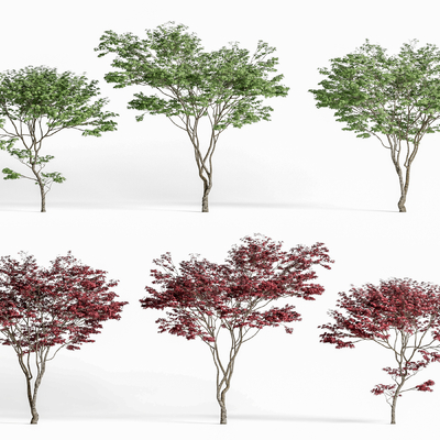  景观树 枫树 枫叶 乔木su模型 