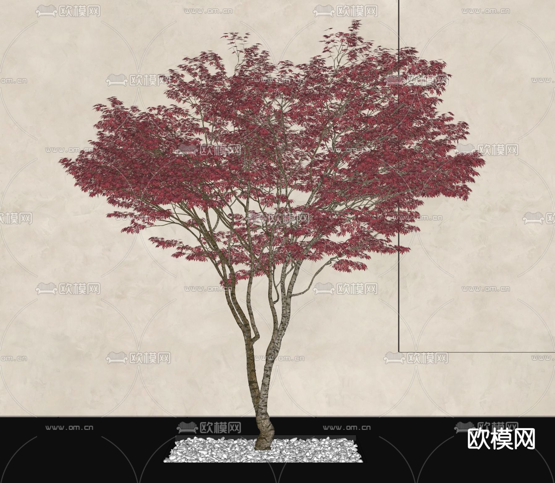 景观树 枫树 枫叶su模型下载（渲染图2）