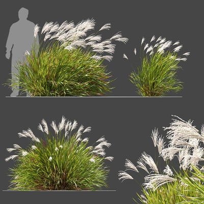  芒草植物 植物堆su模型 