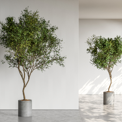 盆栽 盆景su模型