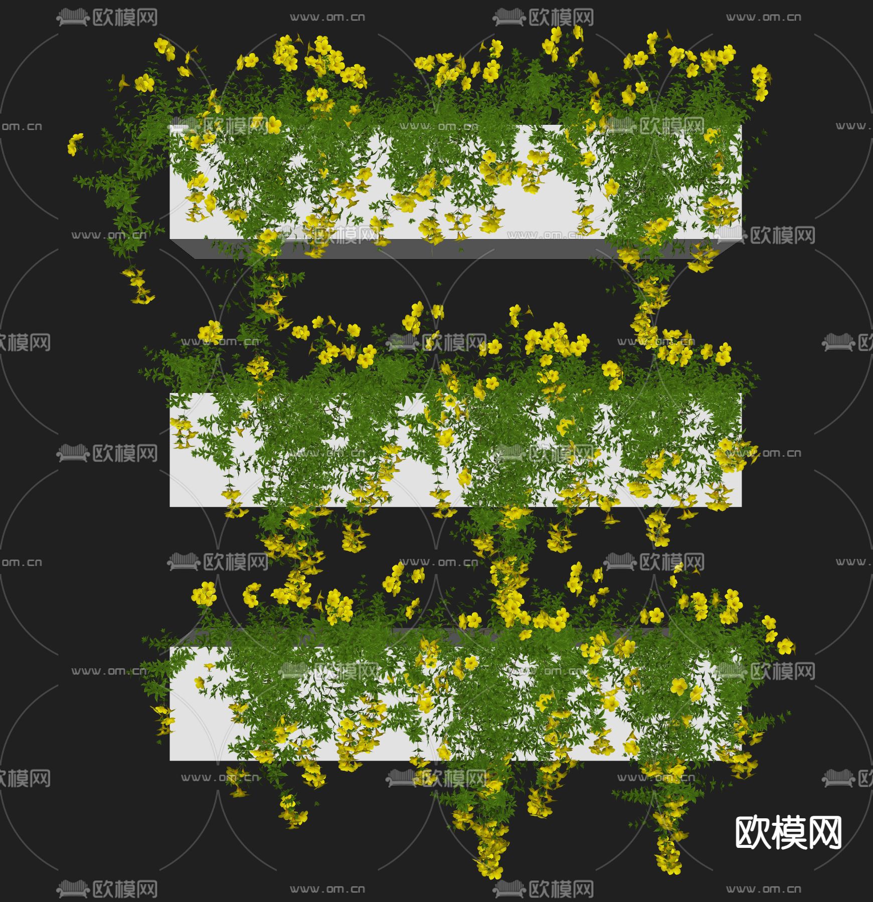 黄蝉属夹竹桃科 藤蔓su模型下载（渲染图2）