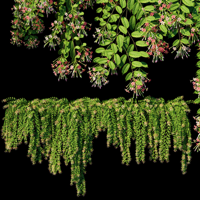  风车子使君子科绿植 藤蔓su模型 