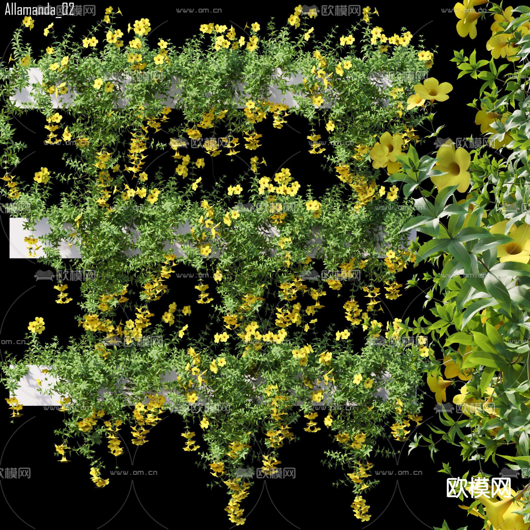 黄蝉属夹竹桃科 藤蔓su模型下载（渲染图1）