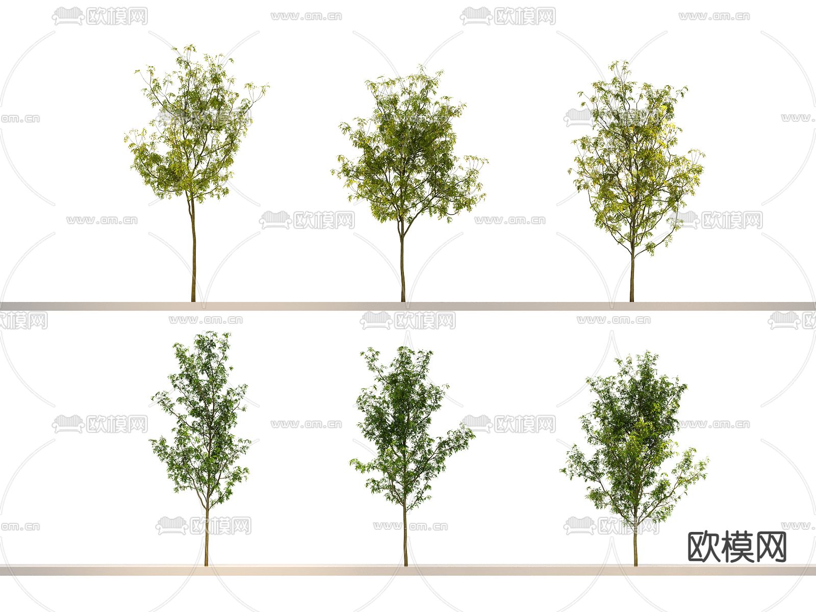 大树 景观树 行道树3d模型下载