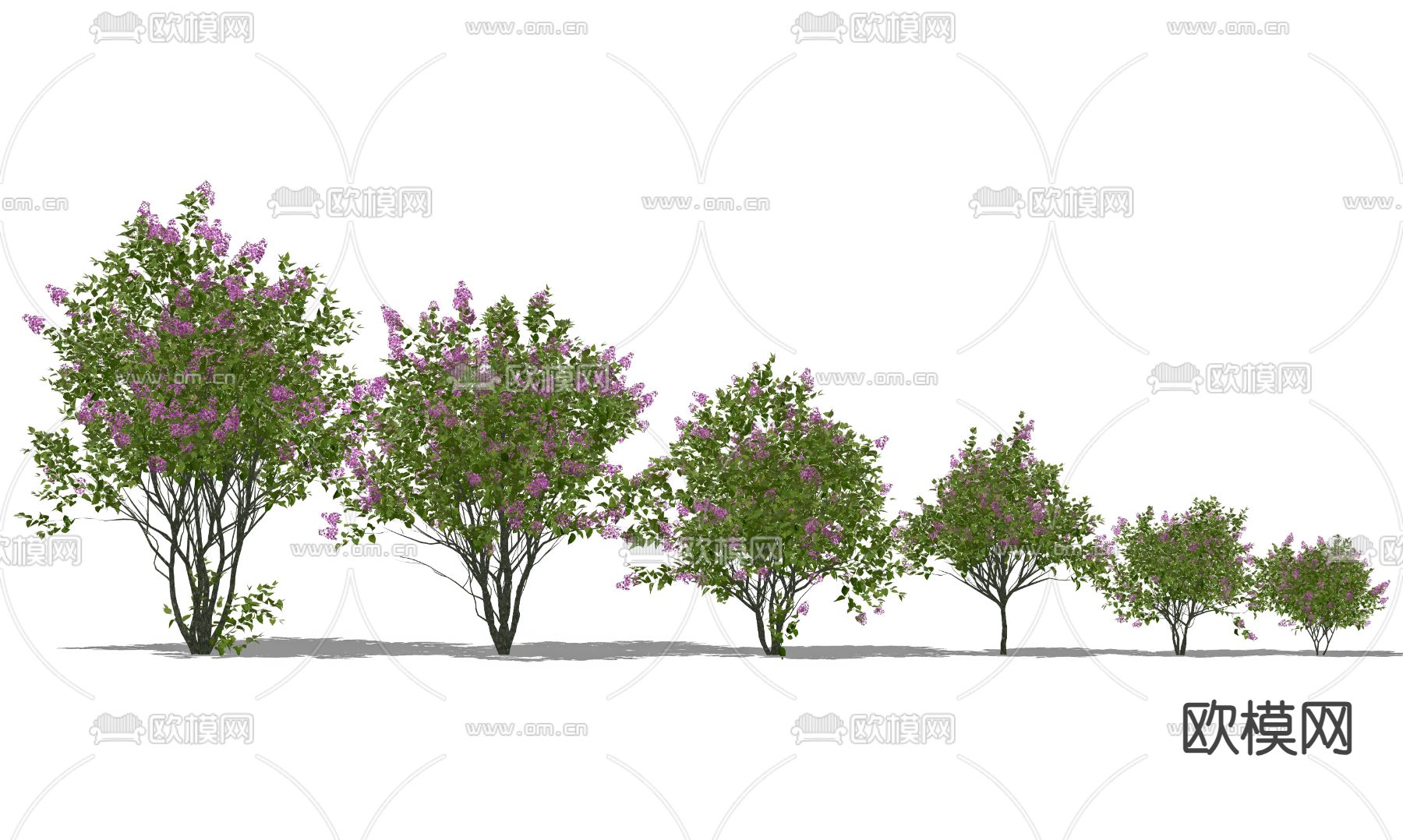 欧丁香 灌木植物su模型下载（渲染图2）