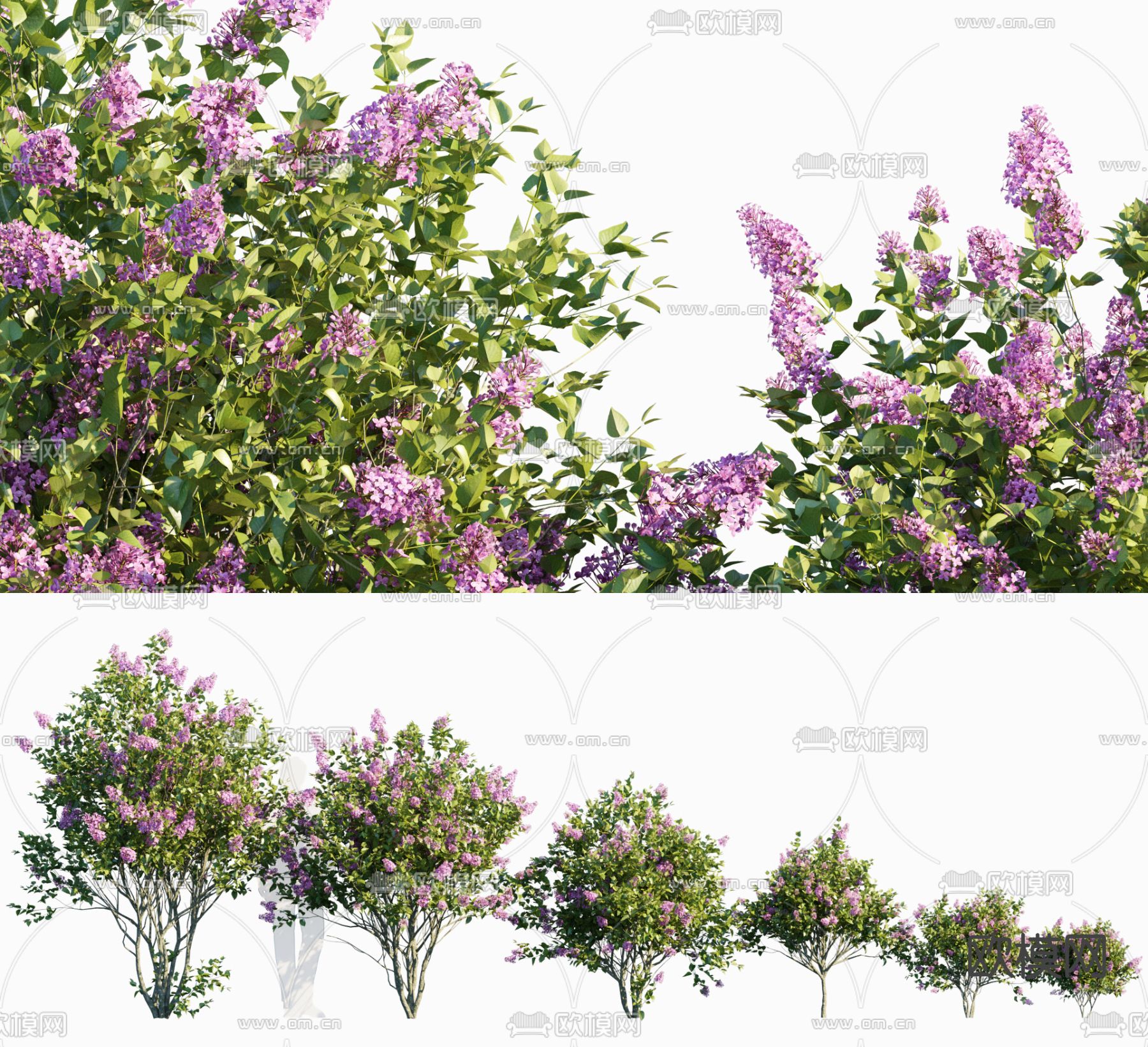 欧丁香 灌木植物su模型下载（渲染图1）