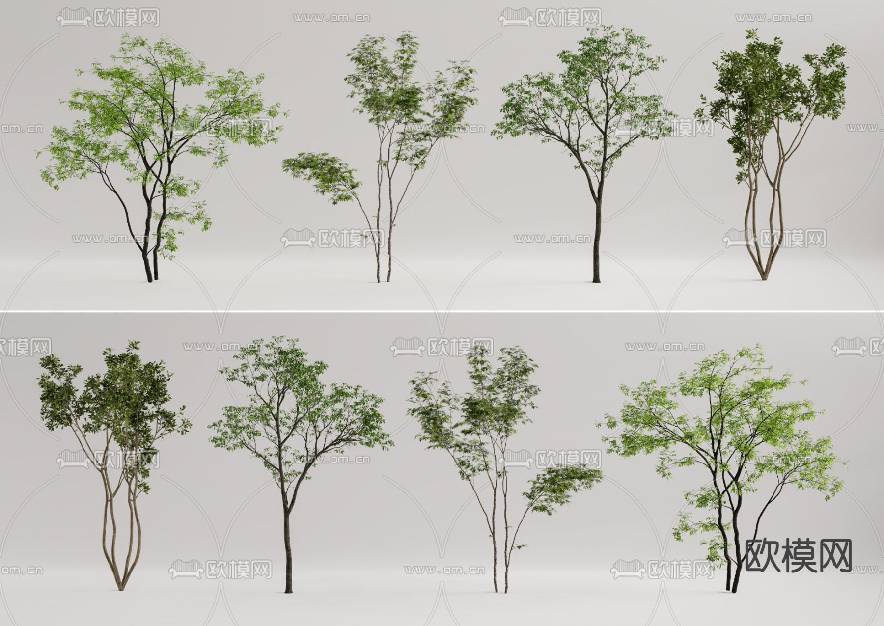 景观树 行道树 大树 乔木su模型下载（渲染图2）