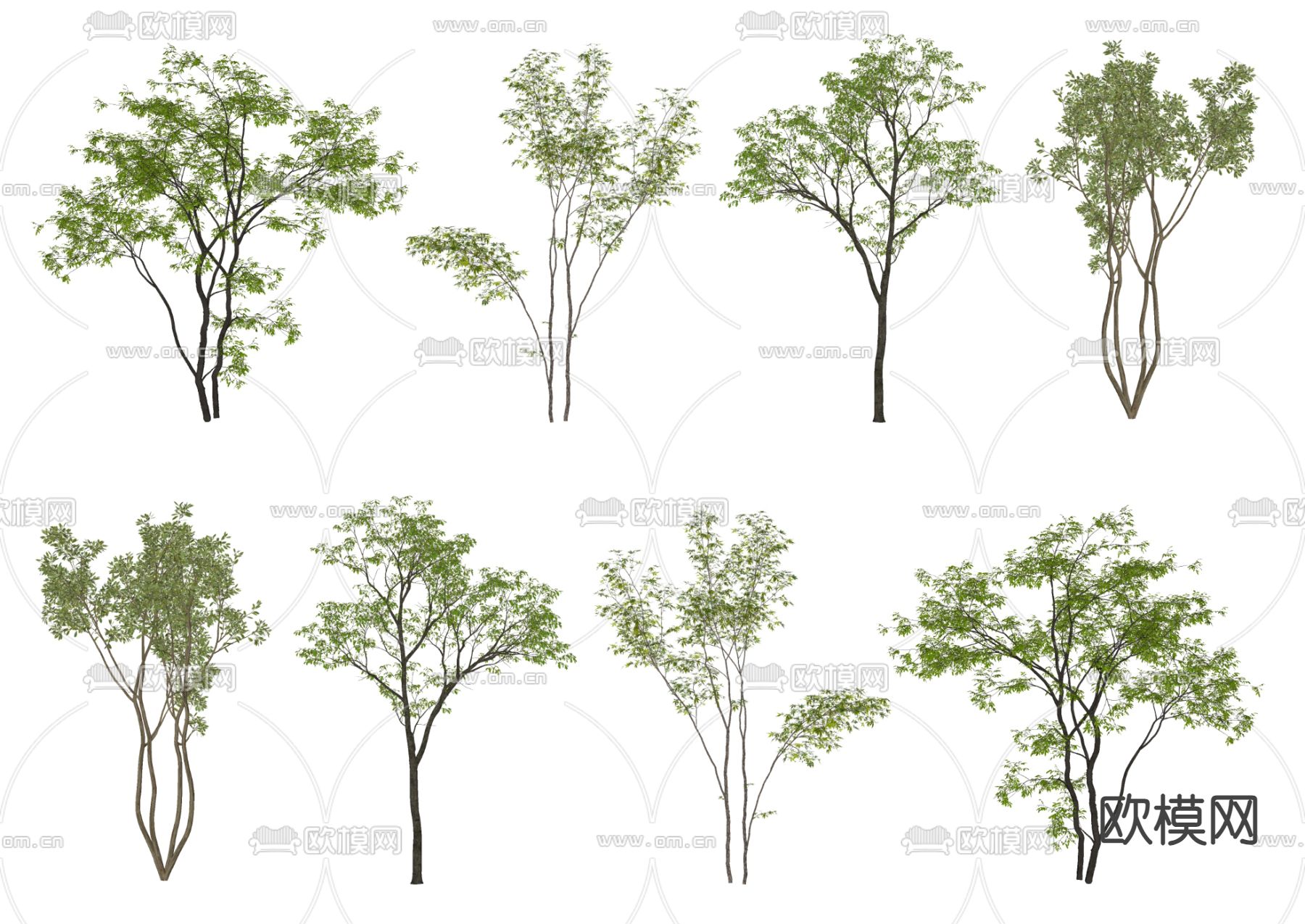 景观树 行道树 大树 乔木su模型下载（渲染图1）