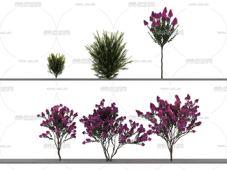 大树 景观树 树木 紫荆树 红叶3d模型下载