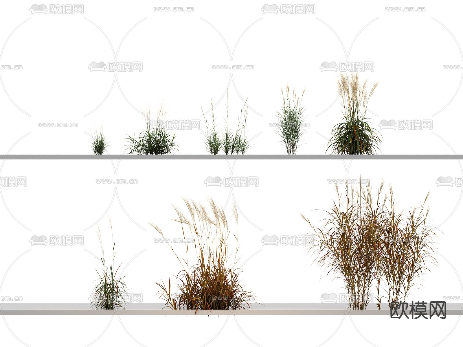 花草 杂草 野草 水甜茅 茅草 中华草沙蚕3d模型