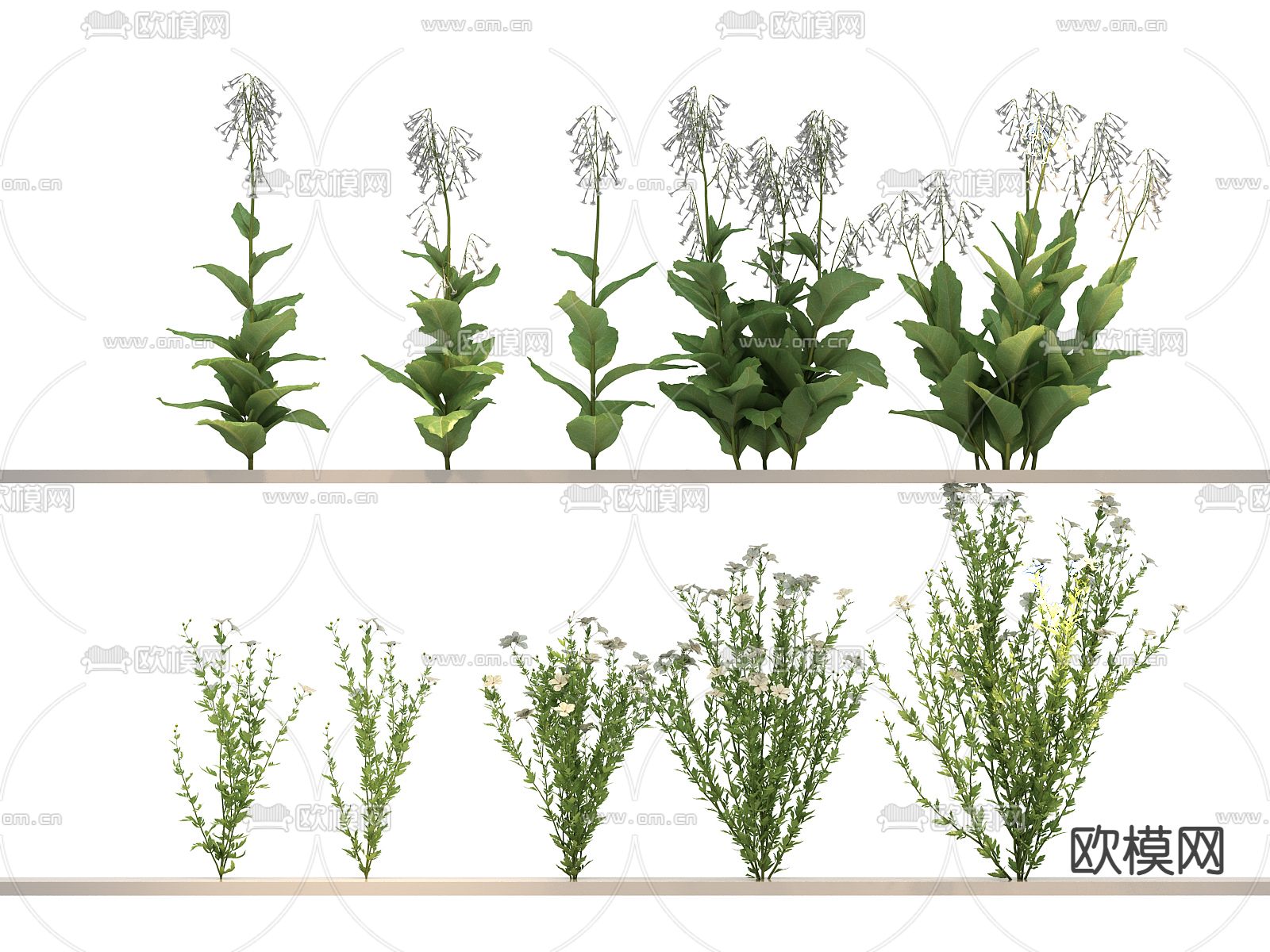 花草 野花 杂草 紫萼3d模型下载
