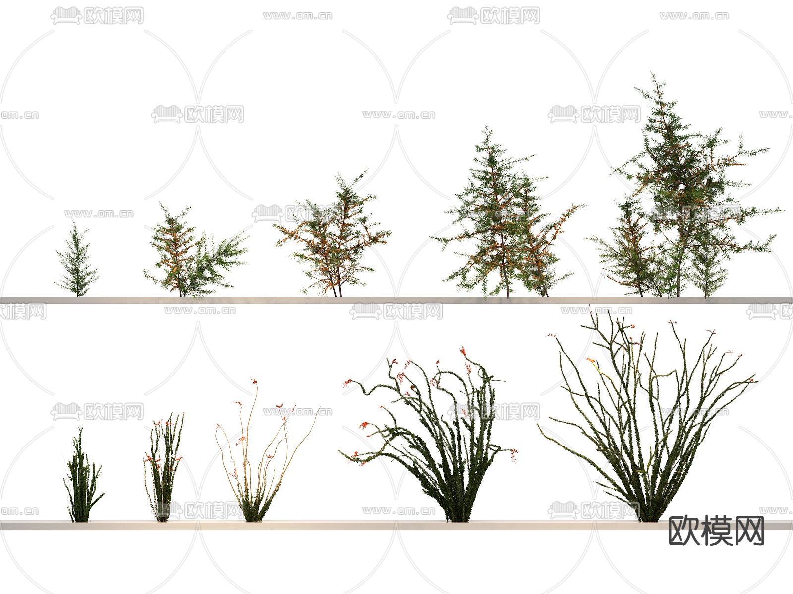 仙人掌 藻类绿植 花草 杂草3d模型下载