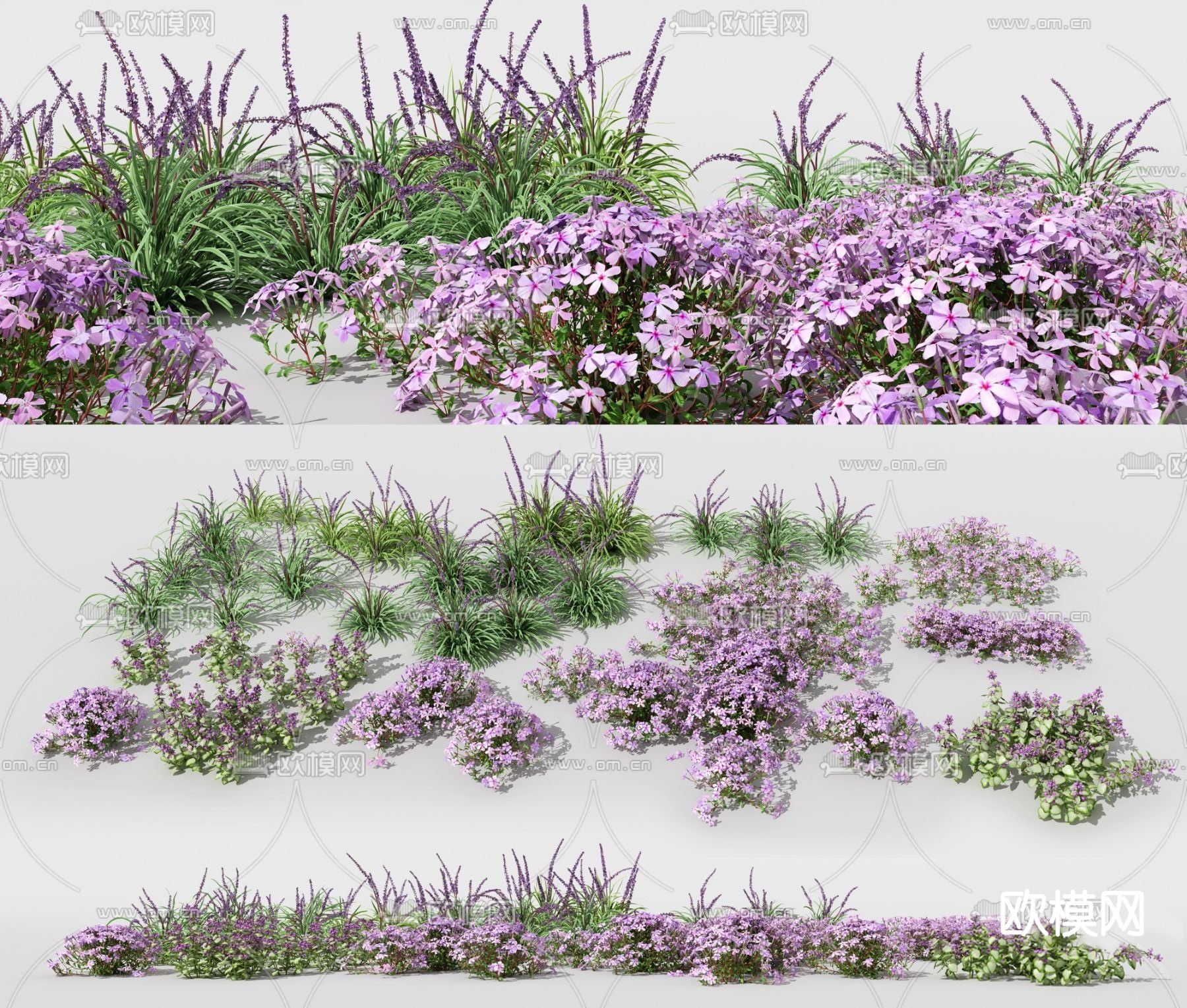 薰衣草 灌木su模型下载（渲染图1）