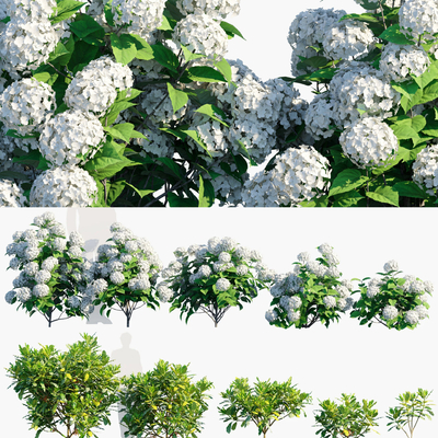  白色绣球花 灌木su模型 