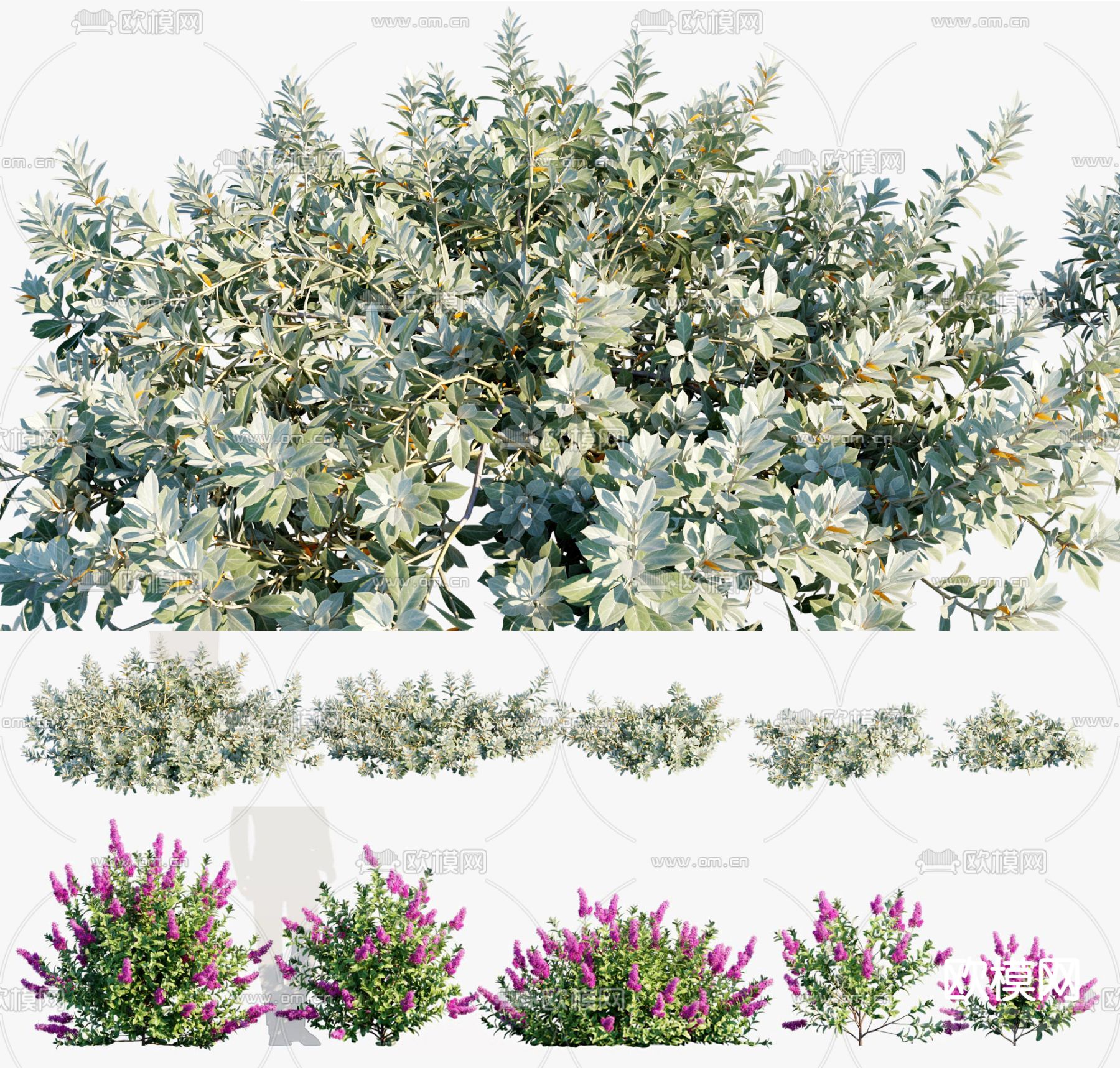 灌木su模型下载（渲染图1）