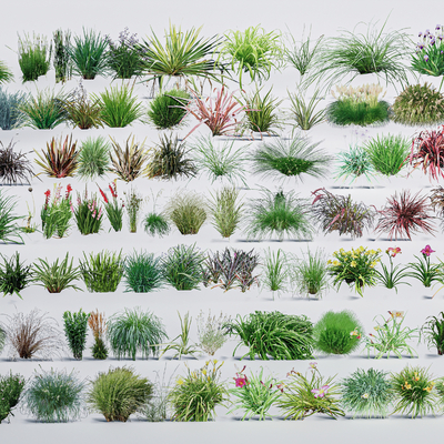  观赏草 植物花草 灌木丛su模型 