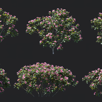  杜鹃花 灌木su模型 