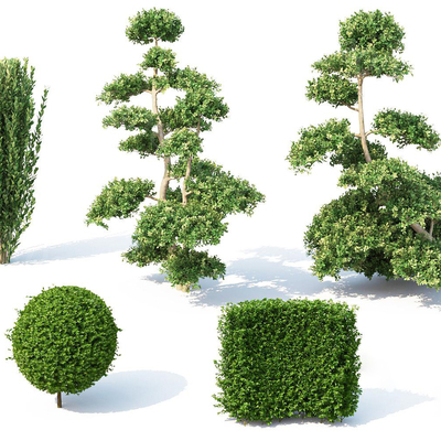  松树灌木 绿篱植物su模型 