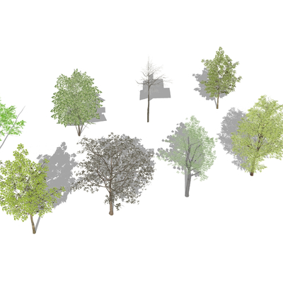  行道树 枫树 槐树 白蜡乔木 杨树su模型 