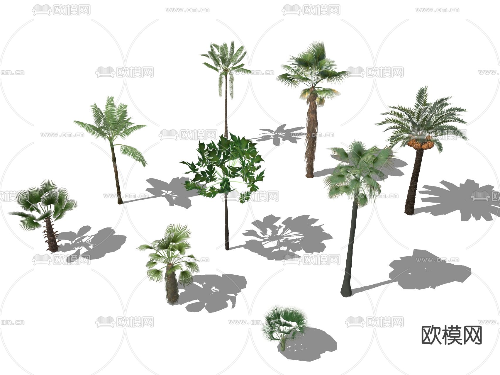 景观树 棕榈树 椰子树 树木su模型下载