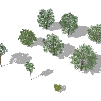  行道树 乔木 灌木 槐树 白蜡树su模型 