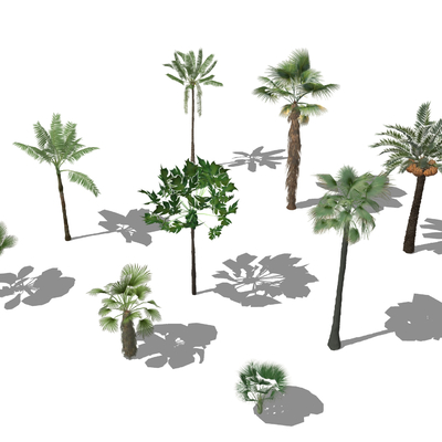  景观树 棕榈树 椰子树 树木su模型 