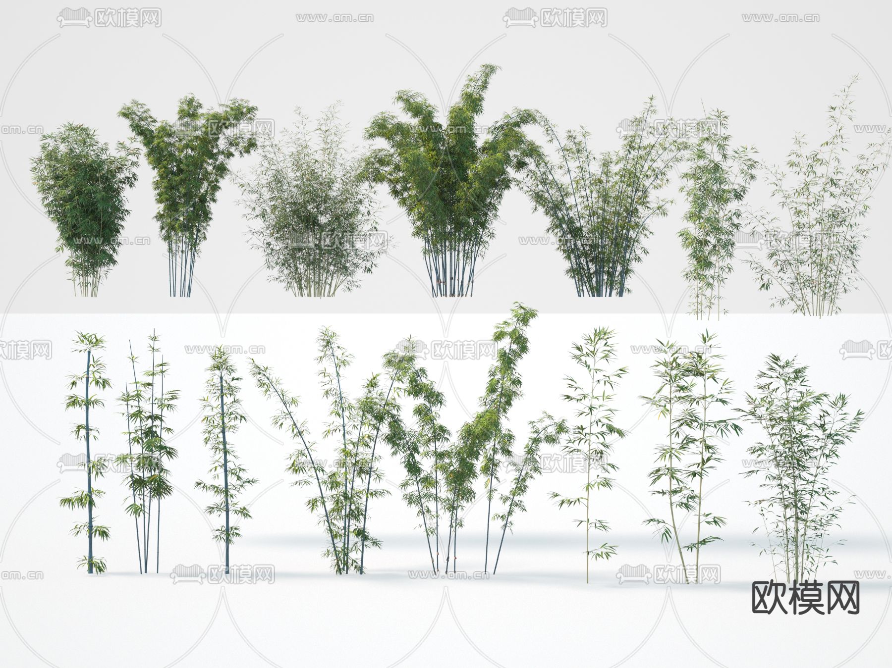 竹子 琴丝竹3d模型下载