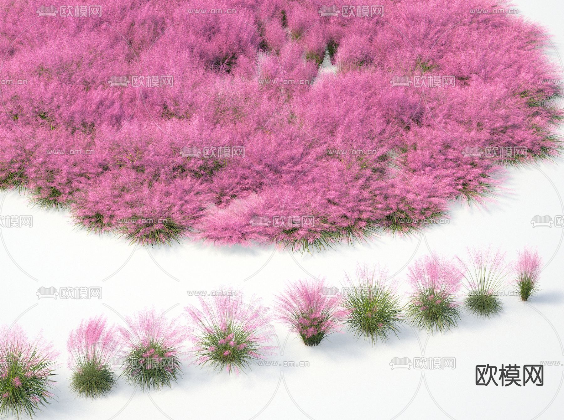 粉黛乱子草3d模型下载