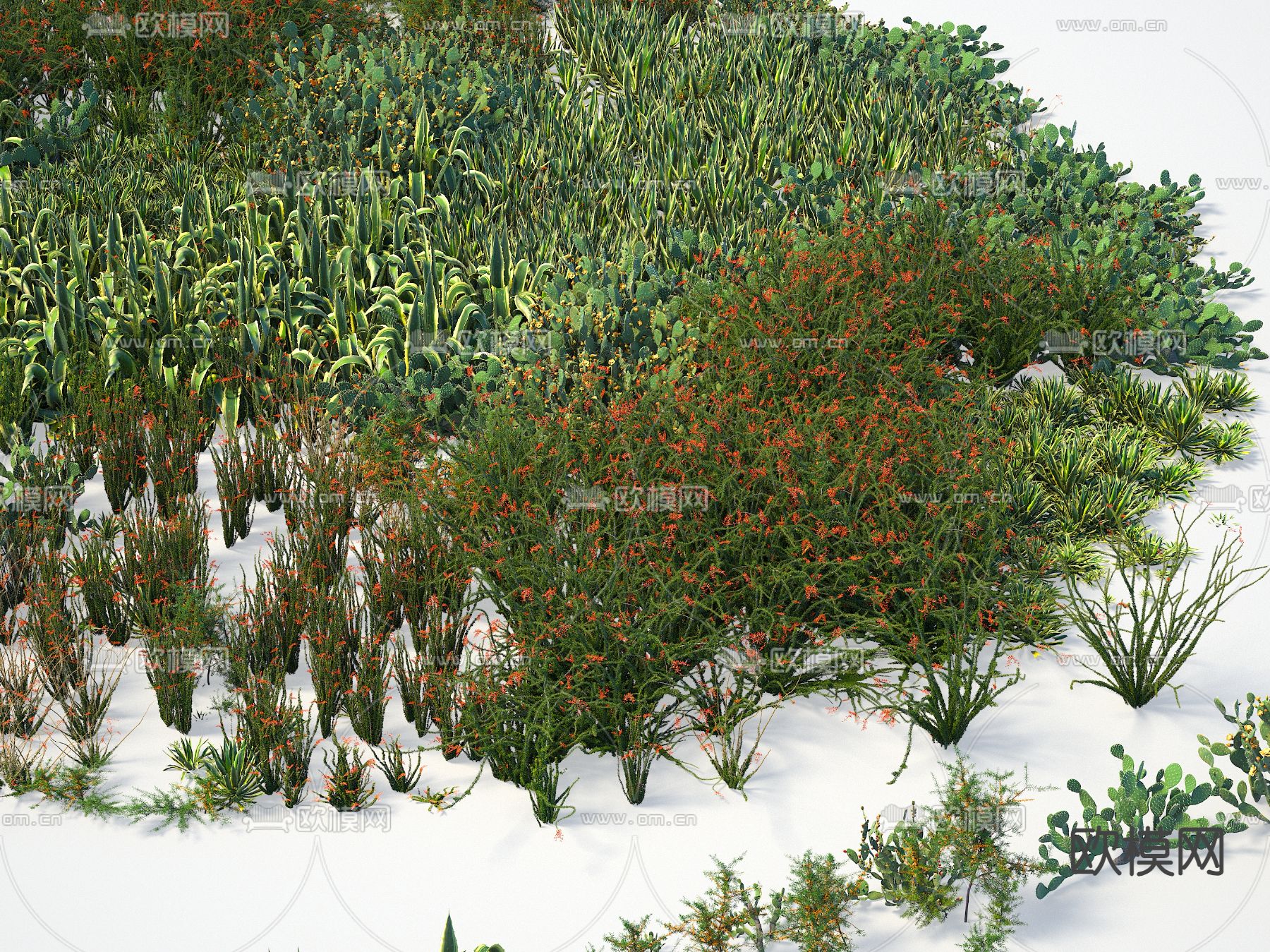 热带灌木 梨果 沙棘福桂树3d模型下载