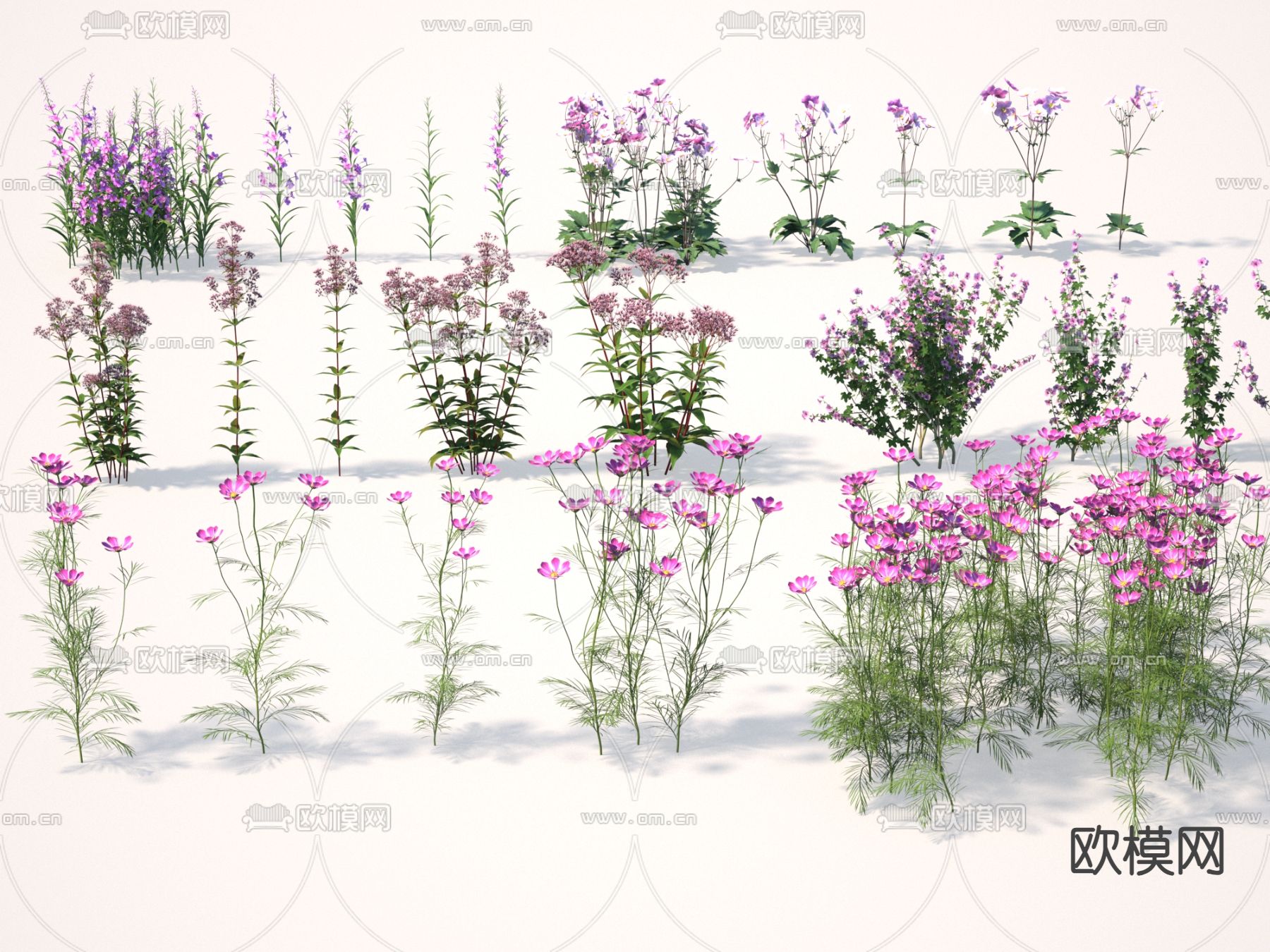 花草 波斯菊 毛脉柳兰 柳叶菜 紫苞佩兰3d模型下载