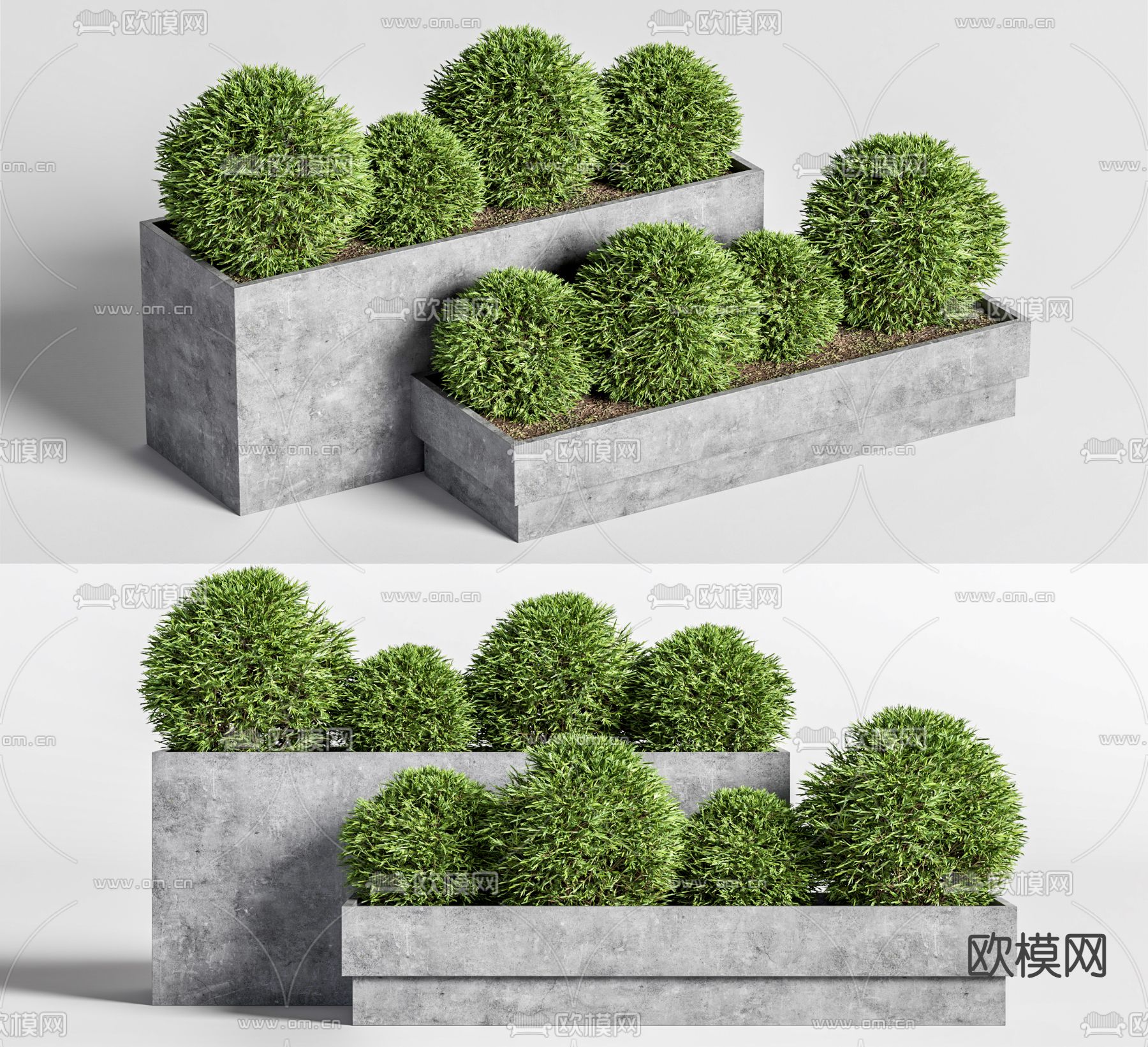 花坛 造型灌木 修剪灌木 植物球3d模型下载