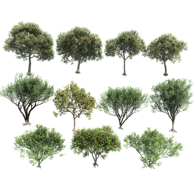  景观树 大树 果树su模型 