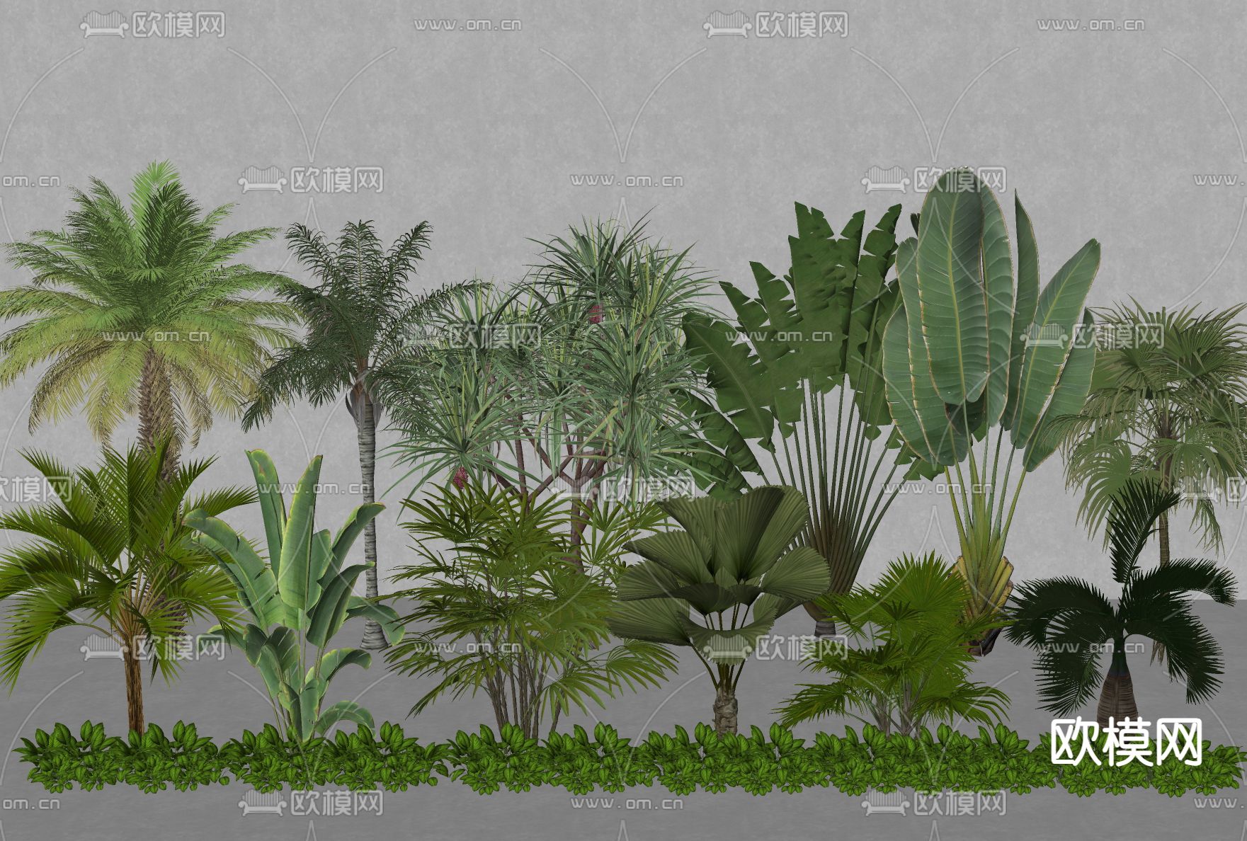 椰子树 蒲葵 散尾葵su模型下载（渲染图2）