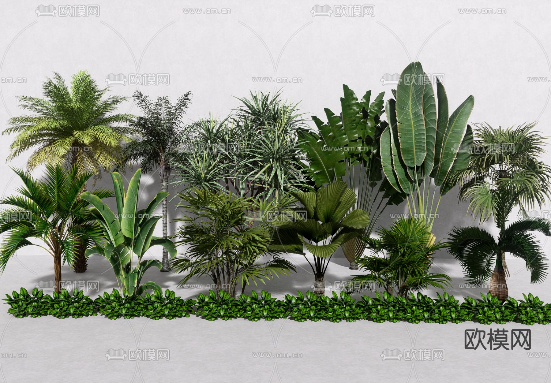 椰子树 蒲葵 散尾葵su模型下载（渲染图1）