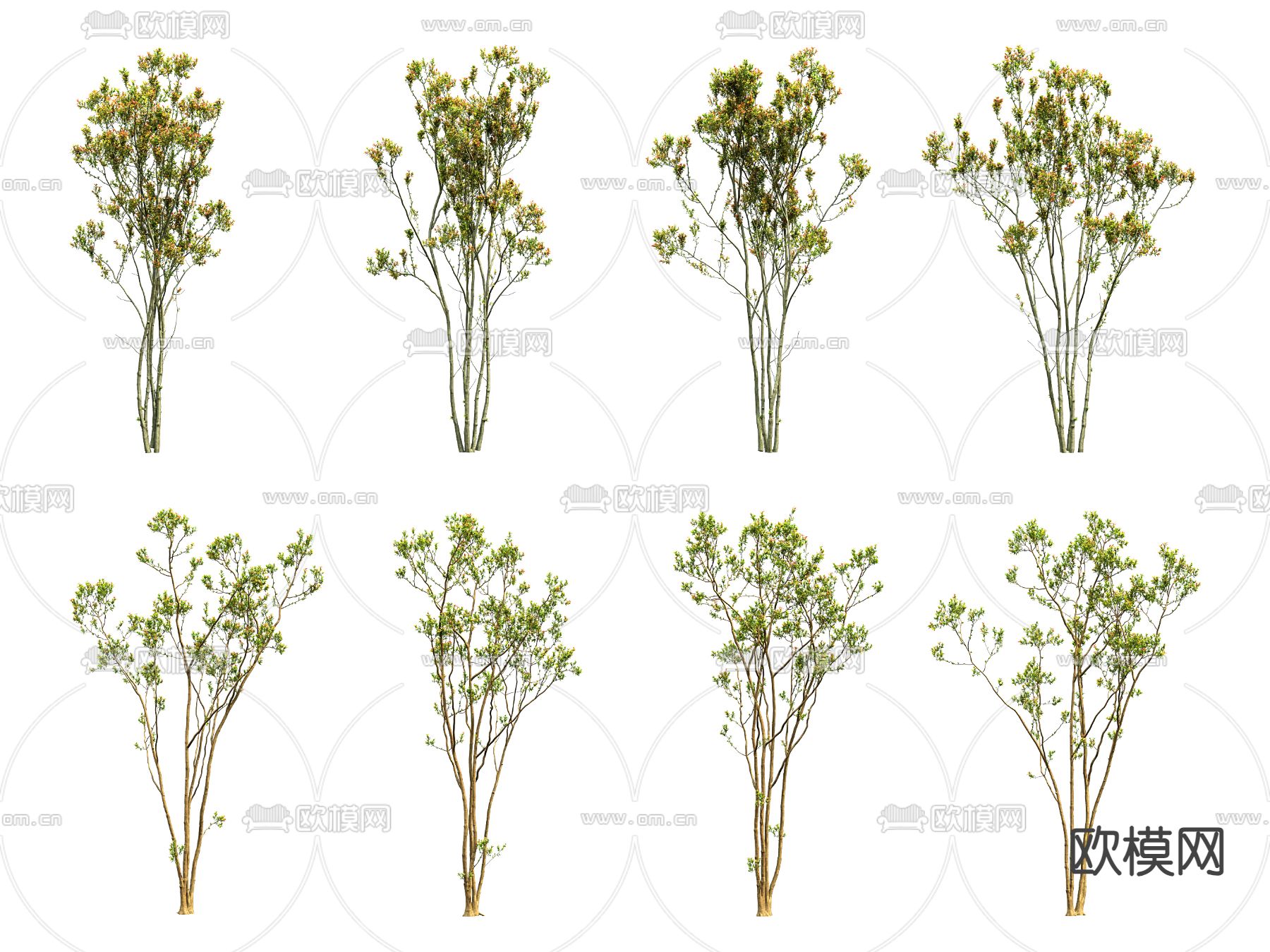 庭院树 景观树3d模型下载
