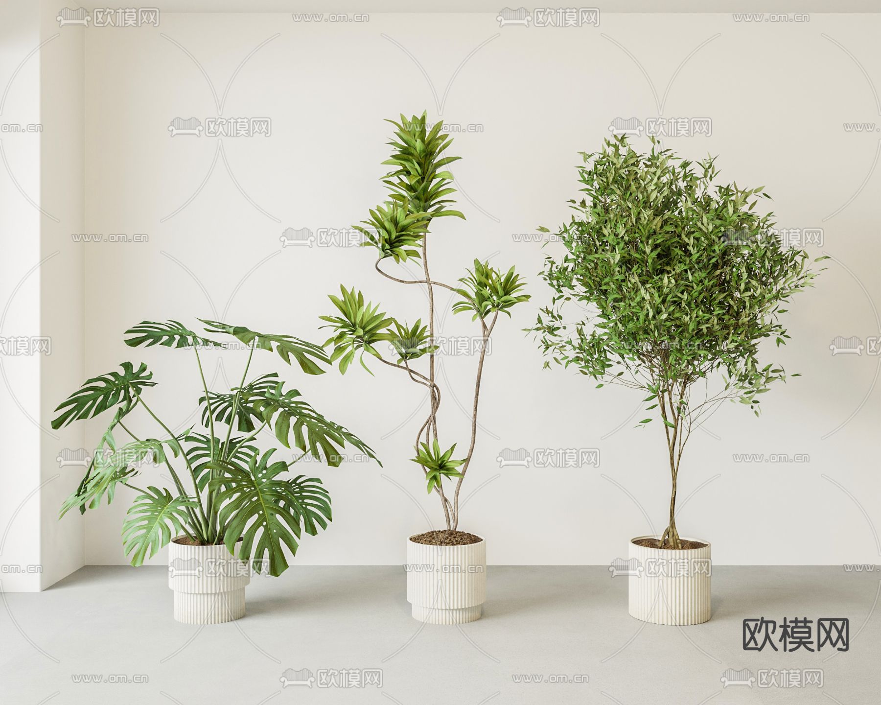 盆栽 盆景 龟背竹3d模型下载