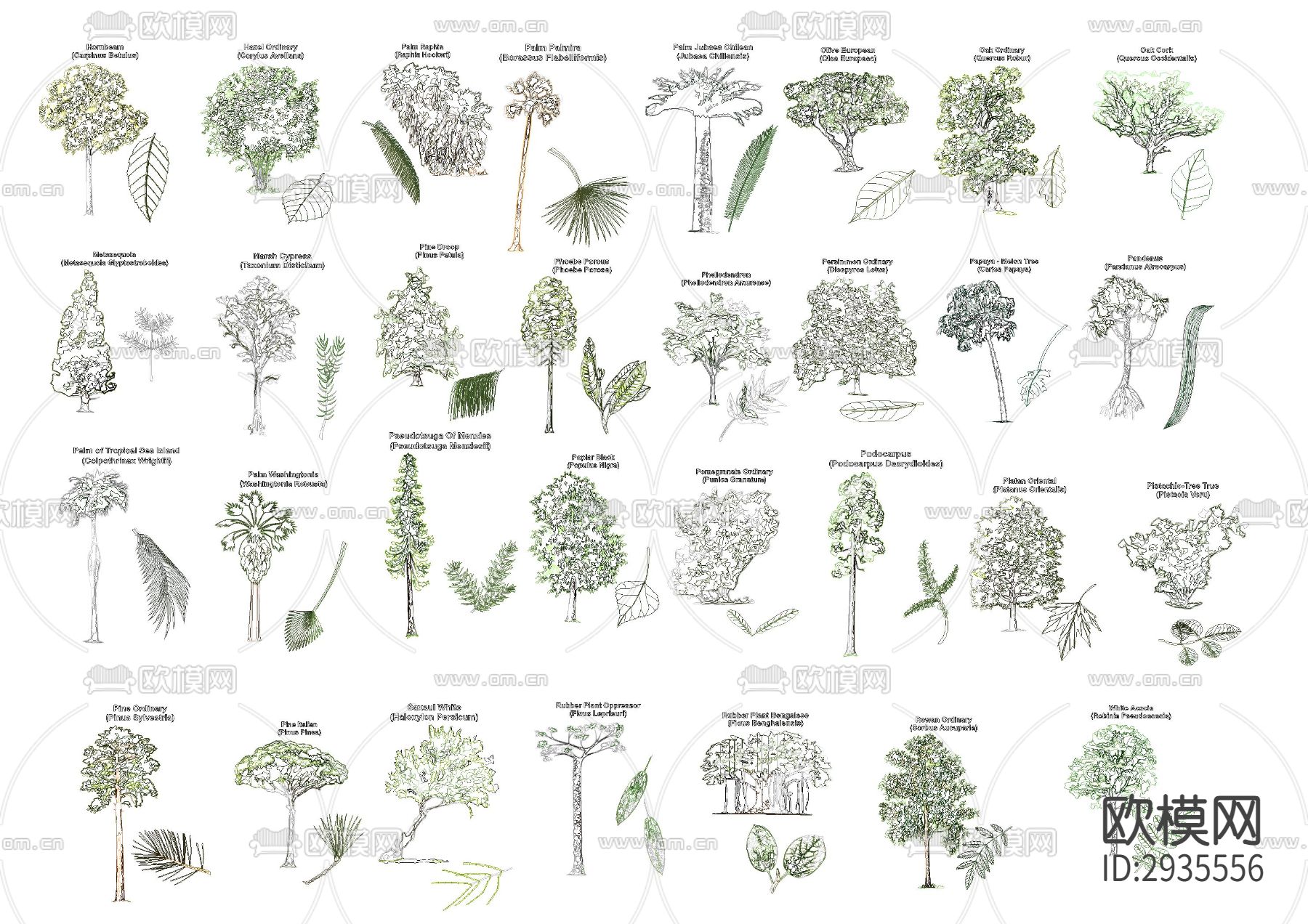 景观树（带树叶放样）cad图库下载