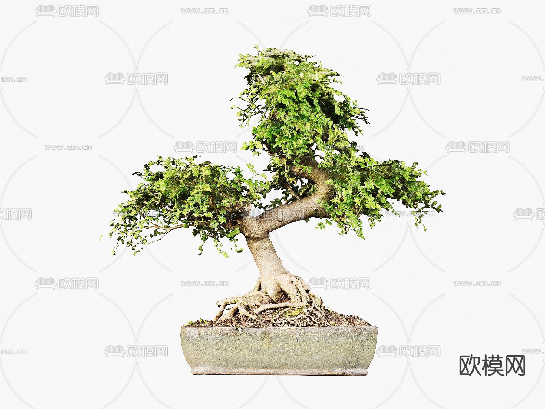 盆栽 盆景 绿植3d模型下载