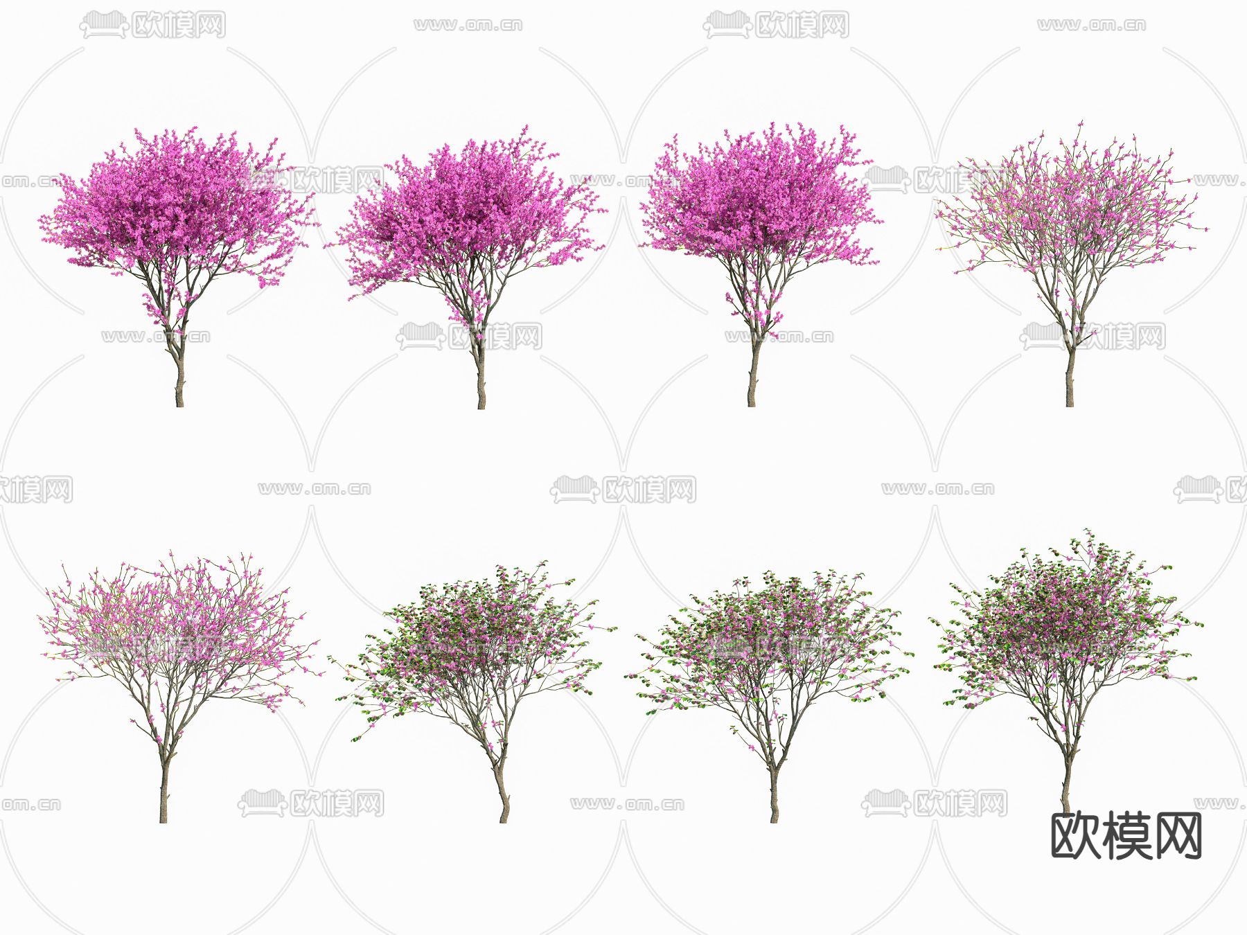 紫荆花 花草 乔木3d模型下载