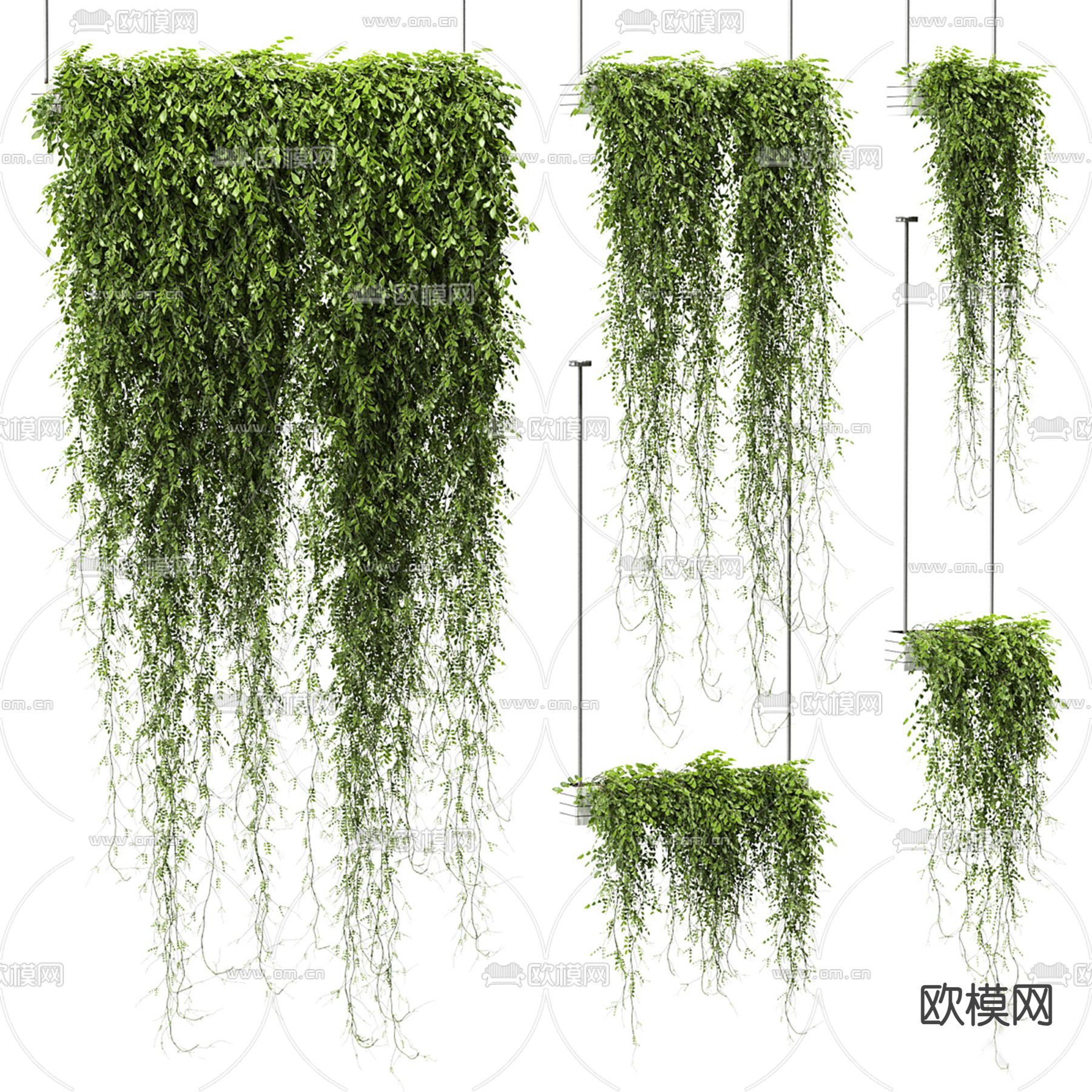 吊挂植物 藤蔓 爬藤 常春藤 爬山虎3d模型下载