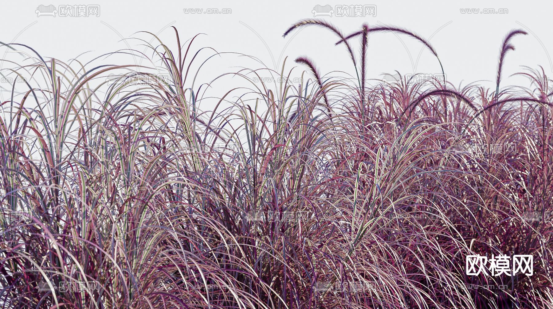 枯草 野草 芦苇3d模型下载