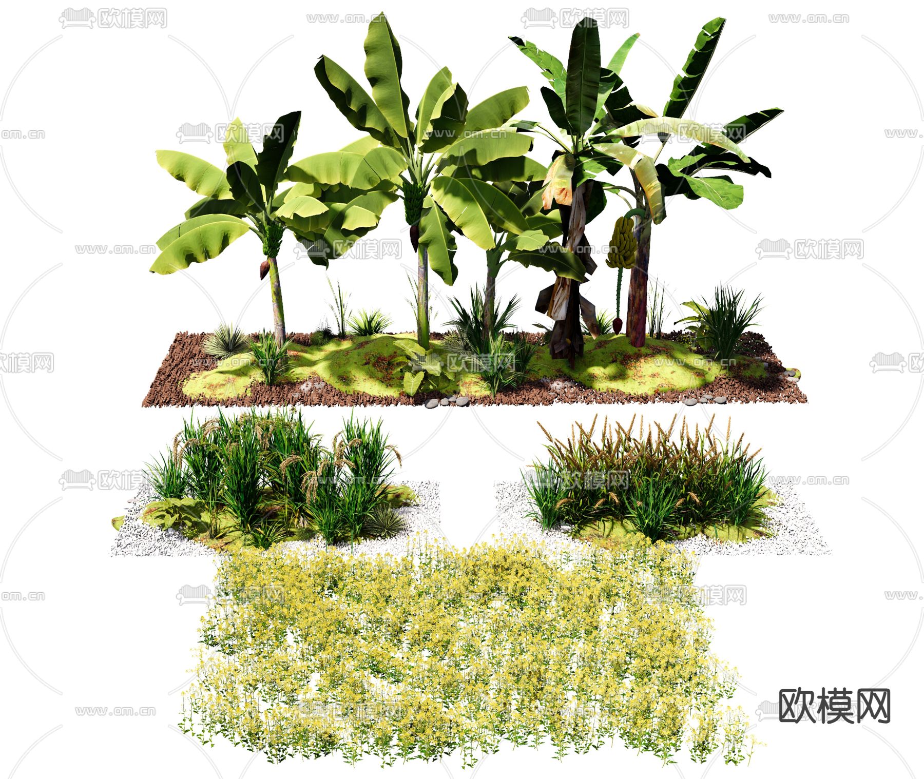 农作物 香蕉树 水稻 小麦 油菜花su模型