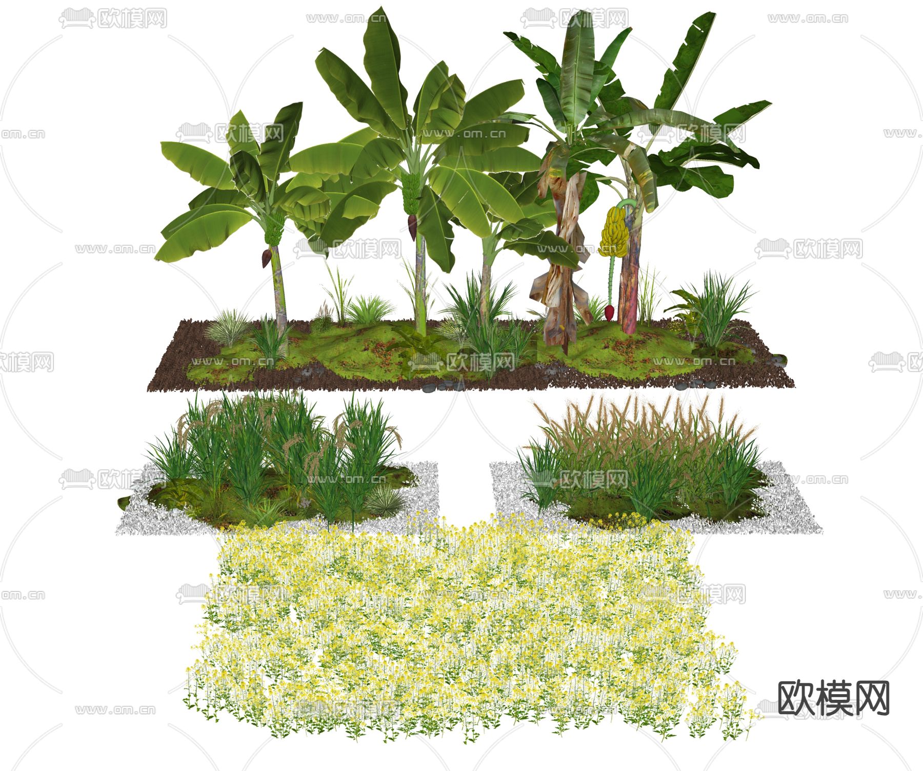 农作物 香蕉树 水稻 小麦 油菜花su模型